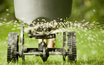 Summer Lawn Care: Keeping Your Turf Thriving in Southwestern PA